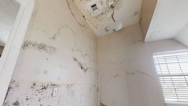 Professional Mold Removal in Summitville, IN